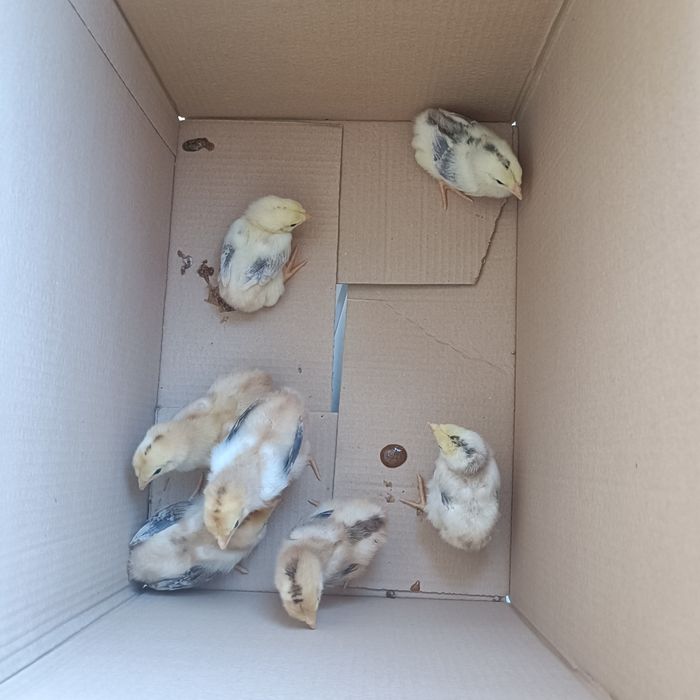 Indio Gigante e Pekin Mottled Negro