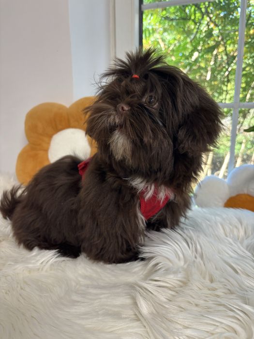 Shih tzu Czekolad z genem pełny rodowód ZHPR UCI