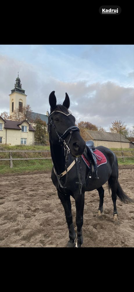 Sprzedam oglowie horze full czarne