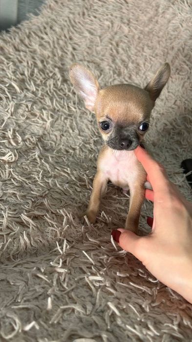 Продажа чихуахуа