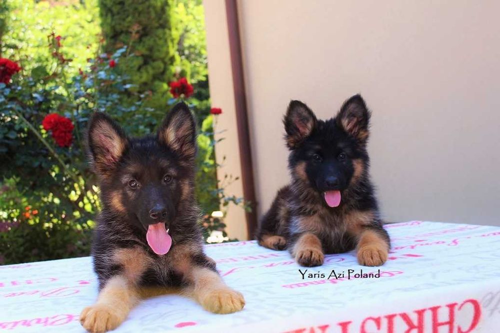 Owczarek Niemiecki Długowłosy FCI ( ZKwP ) Z RODOWODEM  POTĘŻNE !!!