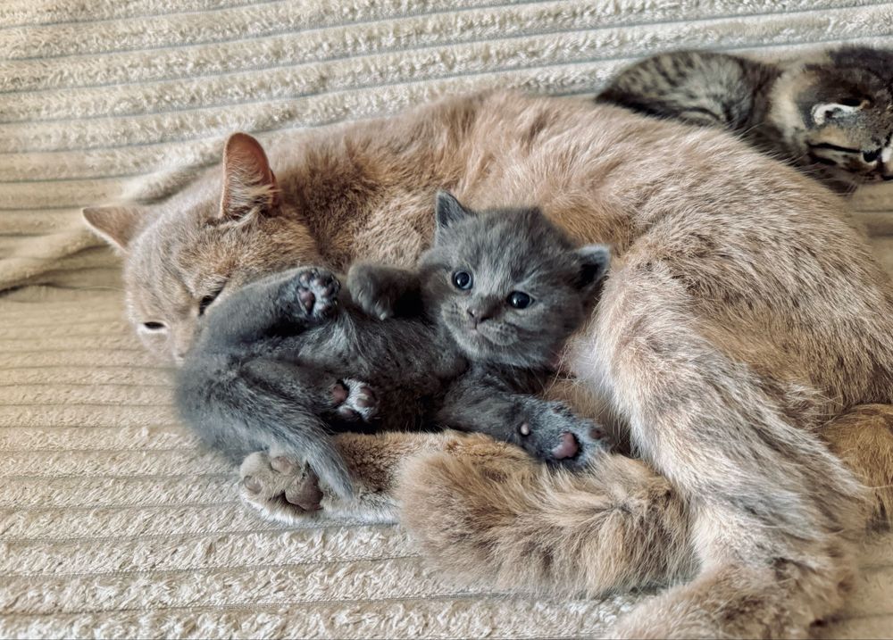 Кошенята шотландської прямовухої кішки