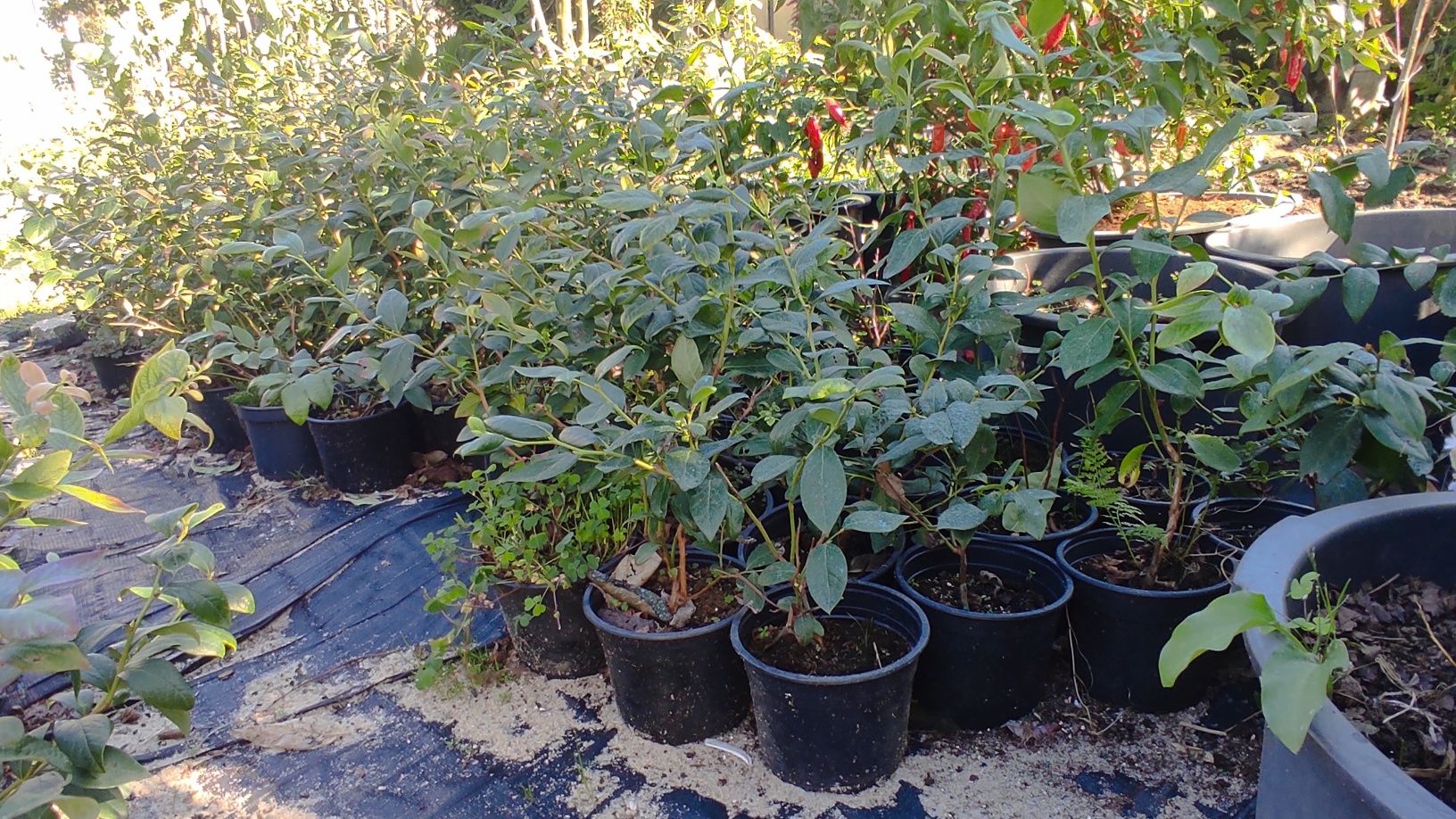 Vendo plantas mirtilo