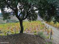 Quinta Com Vinhas Em Vilarouco