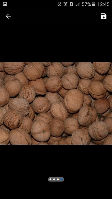 Саджанець грецького горіха