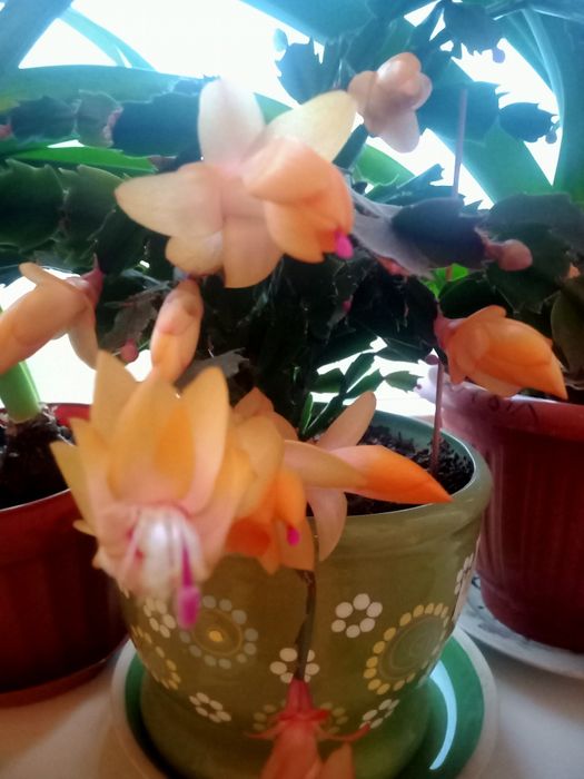 Предлагаю шлюмбергеру