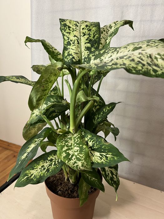 Sprzedam Difenbachie Difenbachia wysokość z doniczką ~55 cm