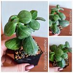 Красули, товстянки, грошовi дерева, crassula.