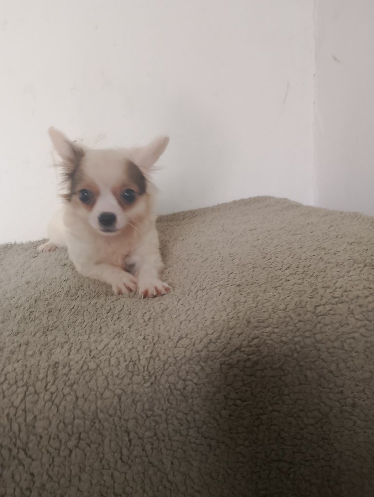 Chihuahua piesek długowłosy biały ze znaczeniami