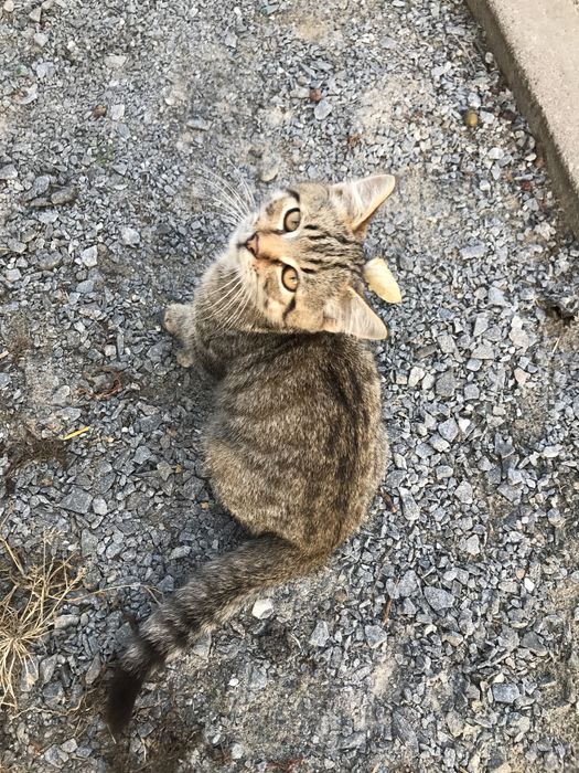 Котик 4 міс. хлопчик тигровий