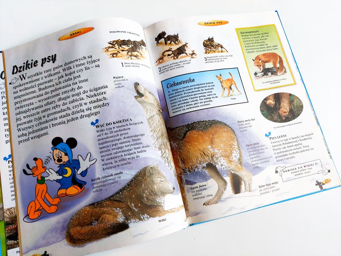 Zestaw 2 szt książek disney moja pierwsza encyklopedia ssaki świat nau