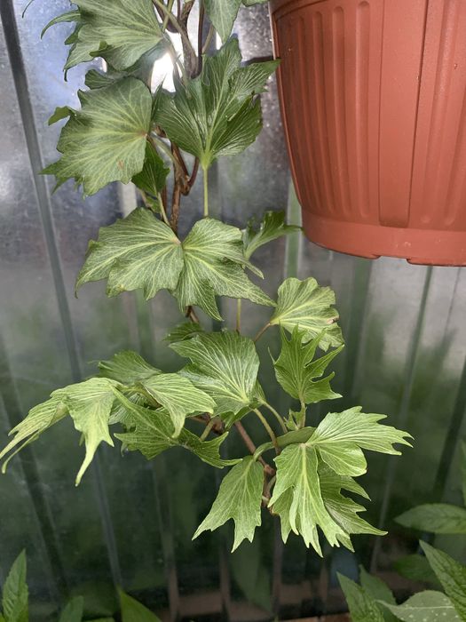 Клеродендрум. Плющ види