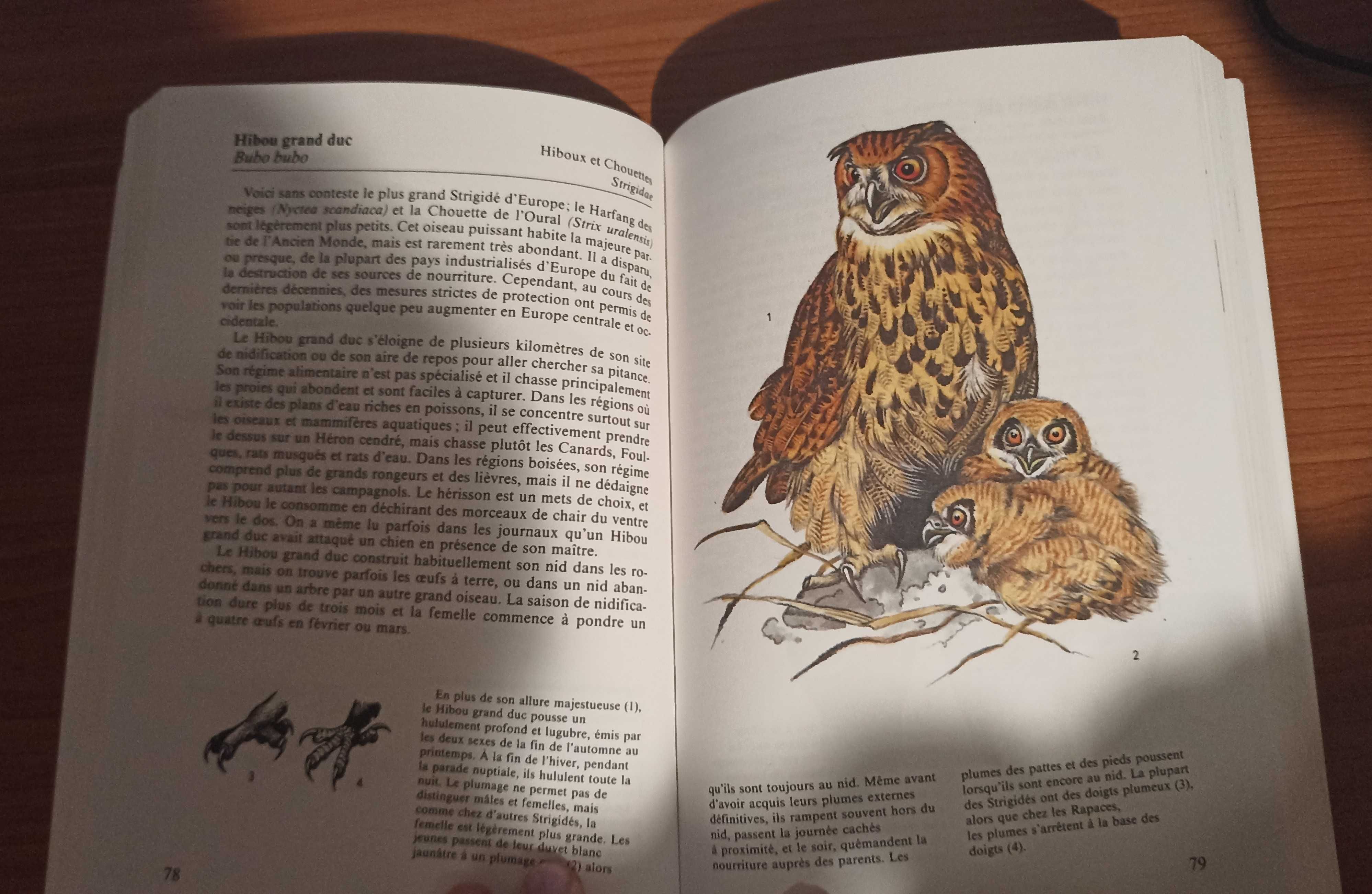 Oiseaux des forêts