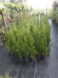 Tuja szmaragd  thuja szmaragd wys ok ok 1m