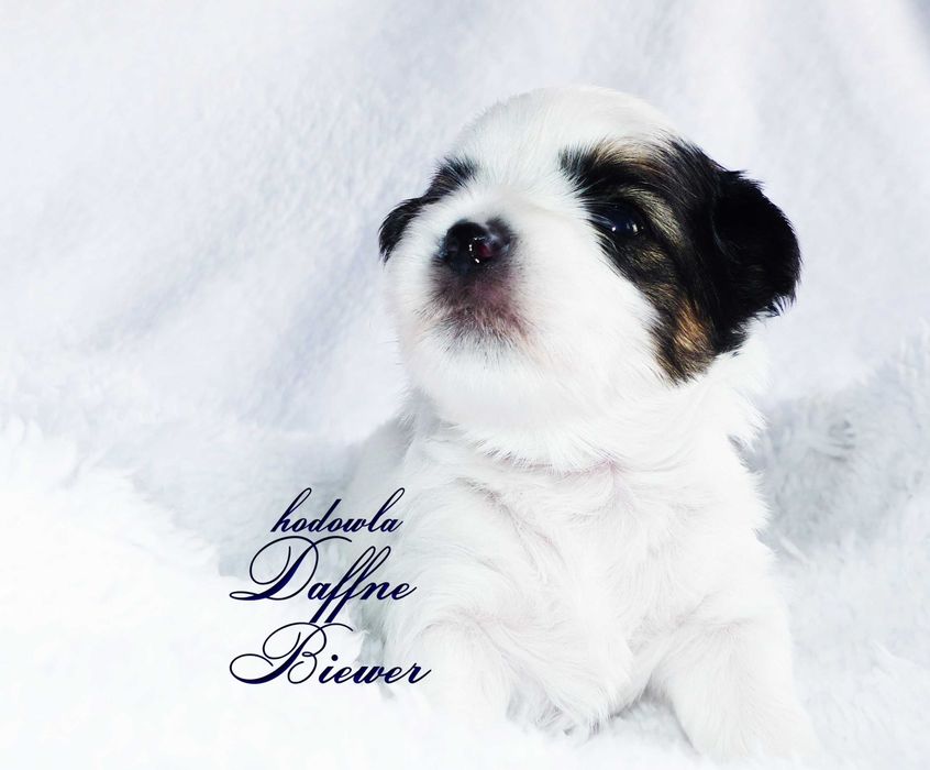 York Biewer Yorkshire Terrier