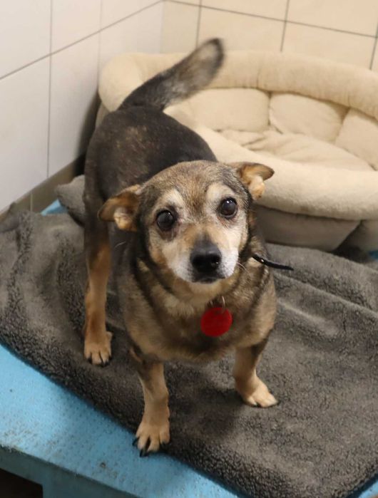 Emka czeka na dom...