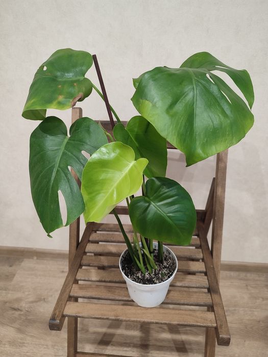 Монстера, Епіпремнум, Бегонія Макулата, Фікус Бенджаміна