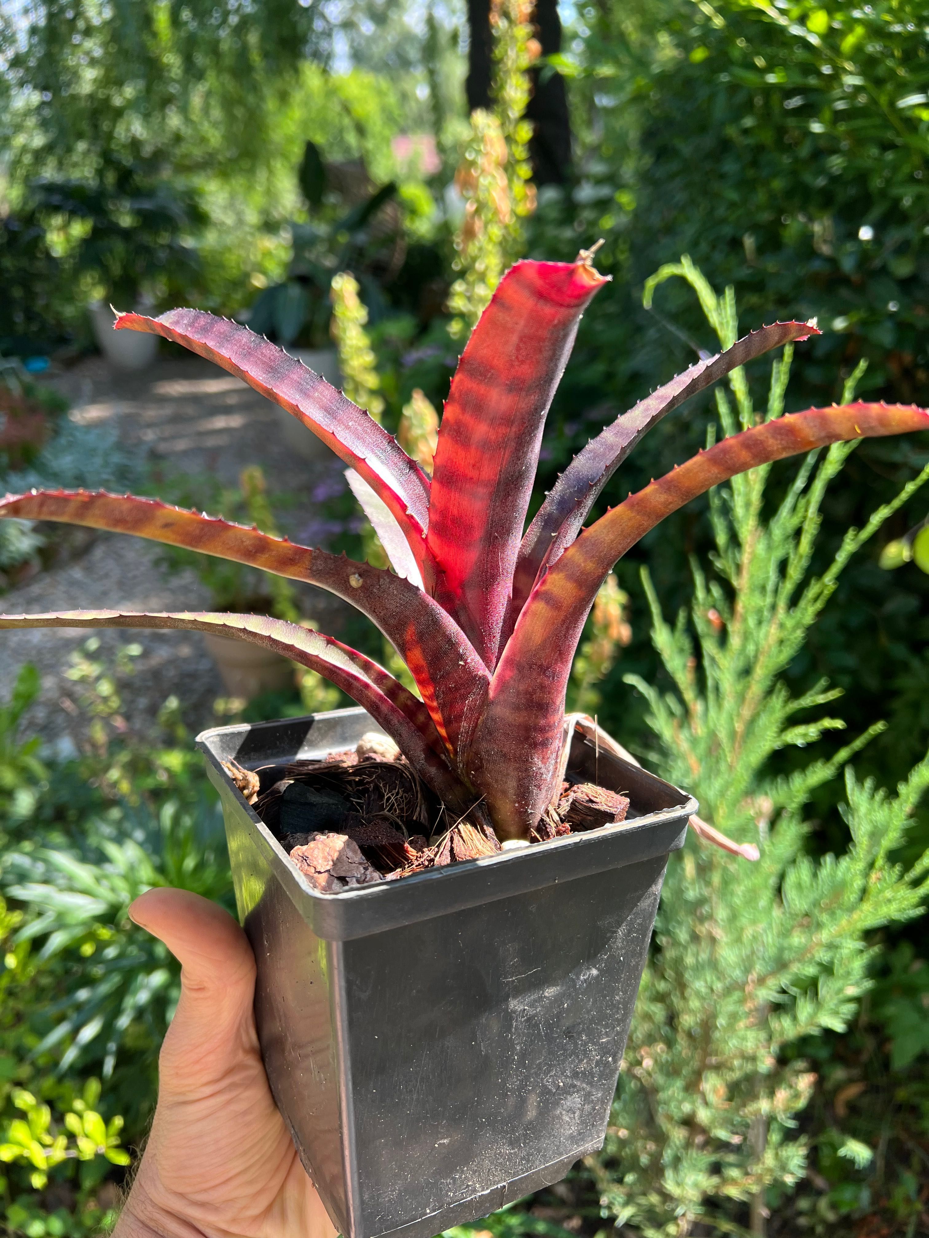 Neoregelia bromelia tillandsia
