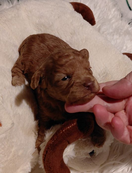 Maltipoo - piesek red