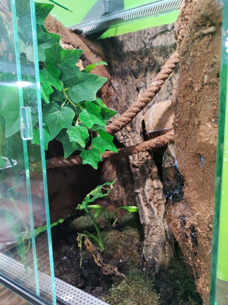 Gekon orzęsiony + terrarium 40x40x60