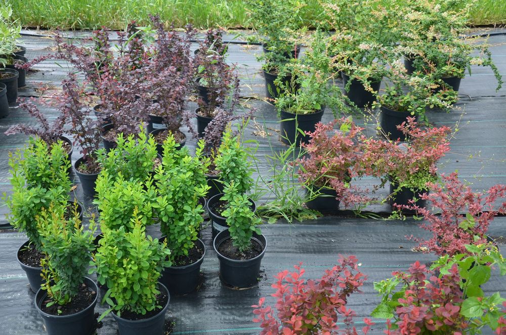 Кустарники Барбарис,Бересклет,Спирея,Вейгела,Дёрен,АзалияВереск,Самшит