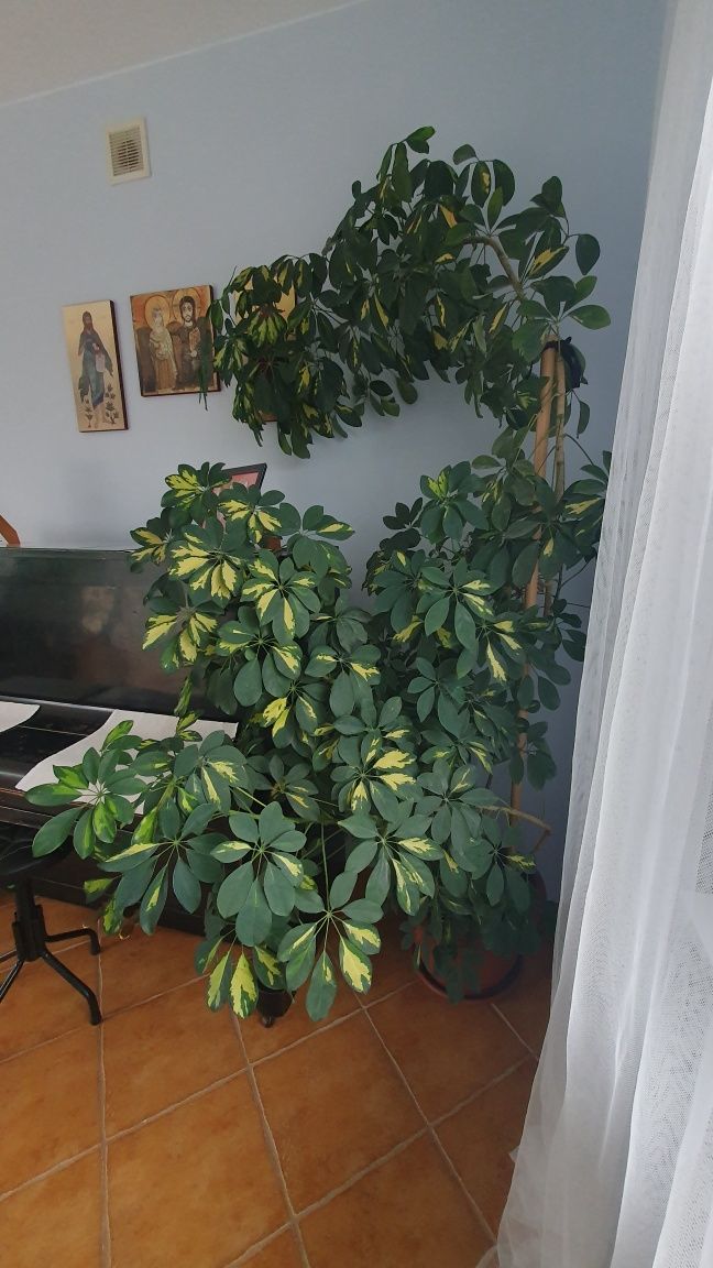 Schefflera drzewkowata doniczkowa 2,25m