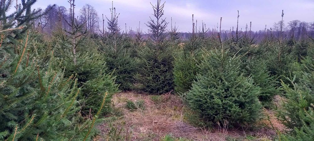 Choinki bożonarodzeniowe, świerk srebrny, kłujący, pospolity