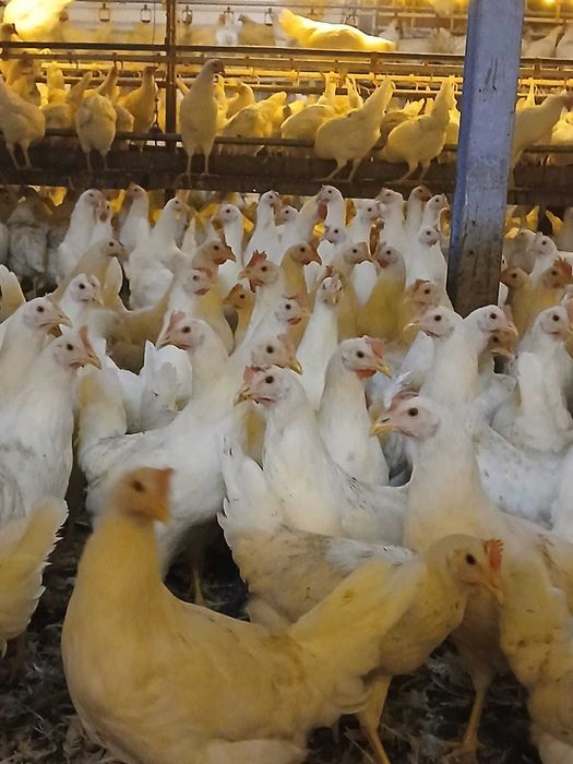 KURY nioski młode Rossa Messa Sussex Dominant Tetra Sonia Senny !