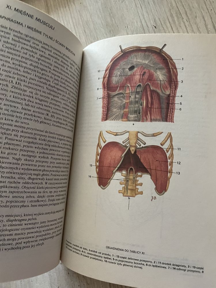 Mały atlas anatomiczny - Witold Sylwanowicz