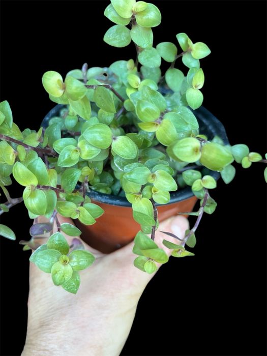 Varias tradescantias