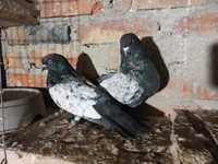 Кіровоградські сіреневі голуби