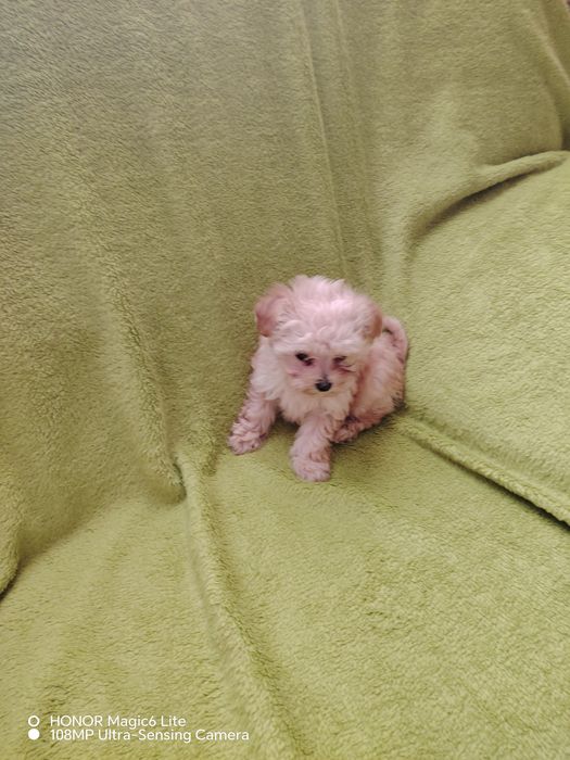 Śliczna suczka maltipoo miniaturka