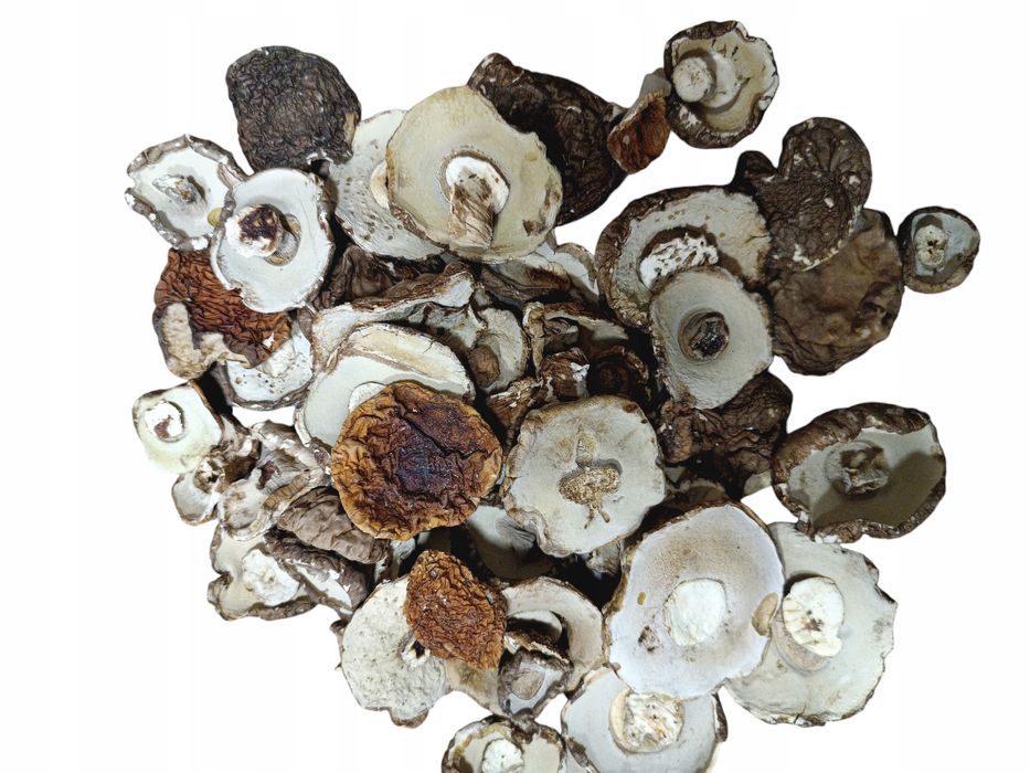 Borowik żółty seledynowy grzyby suszone 250g