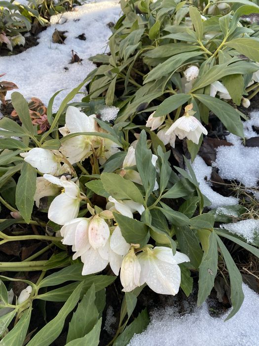 Морозник багаторічний