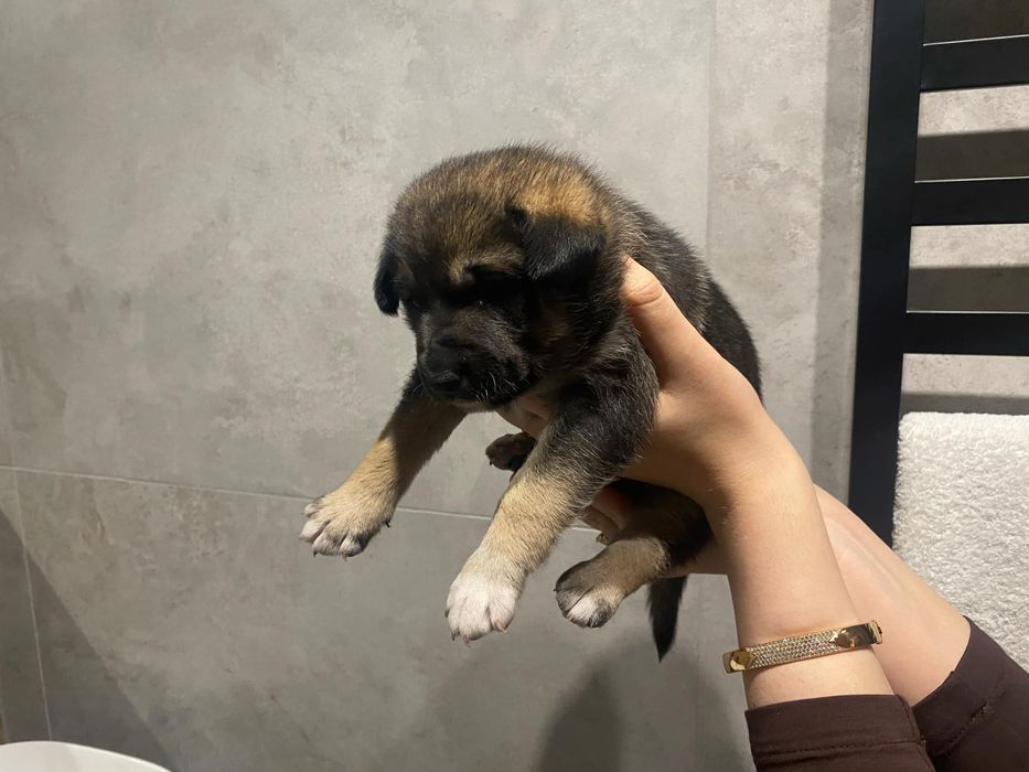 Oddam za darmo szczeniaka