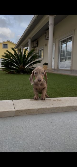 Teckel miniatura fêmea arlequim isabella