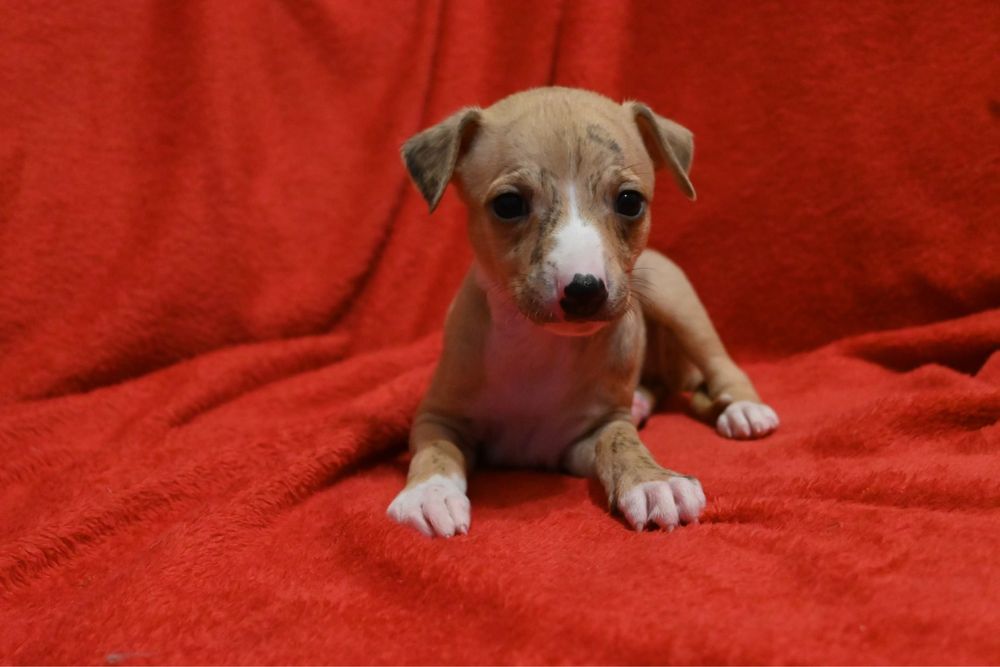 Whippet Chart Angielski-piesek