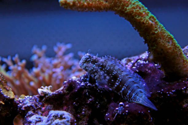 Salarias fasciatus S/M na glony Akwarium Morskie