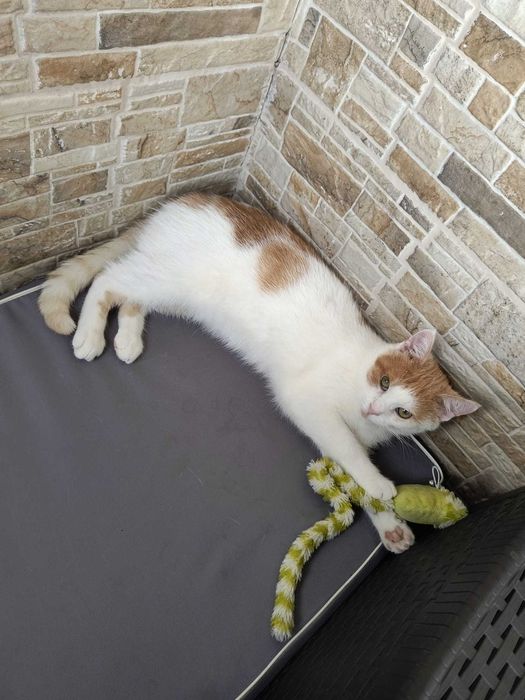 Pinokio - piękny kot poleca się do adopcji