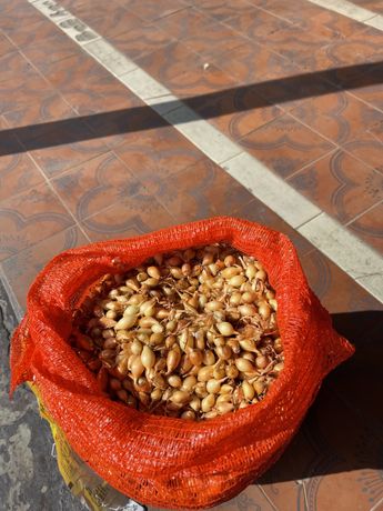 цибуля Голандська 10 кг сіткасаджанка лук севок сорт Песо насіння