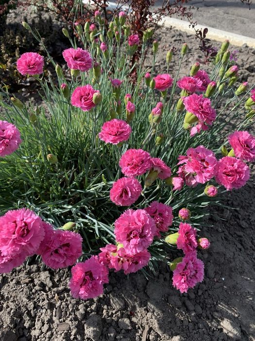 Гвоздика,флокс,арабис,алісум,живучка,грунтопокривні