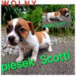 GŁADKOWŁOSY !!!  piesek Jack Russell  3 miesięczny RODZICE W HODOWLI