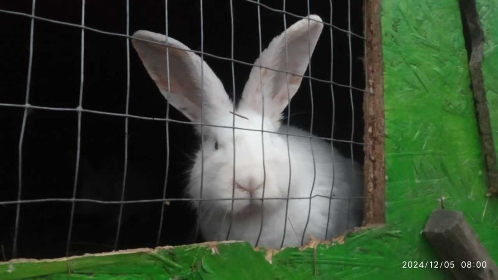 Кролі породисті (німецькі строкачі, бургундці, білі панони)