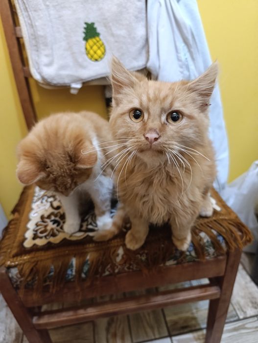 Віддам в добрі руки