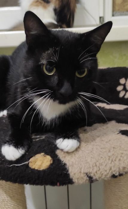 Красунчик зачекався на своє щастя!