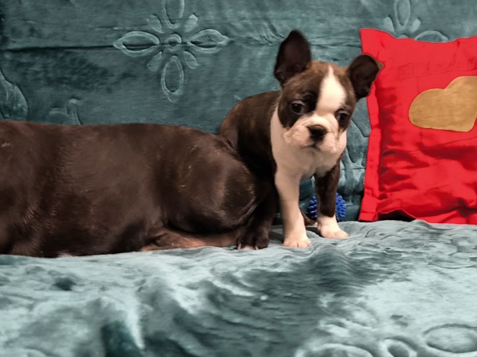 Boston Terrier śliczna suczka ZKwP/FCI