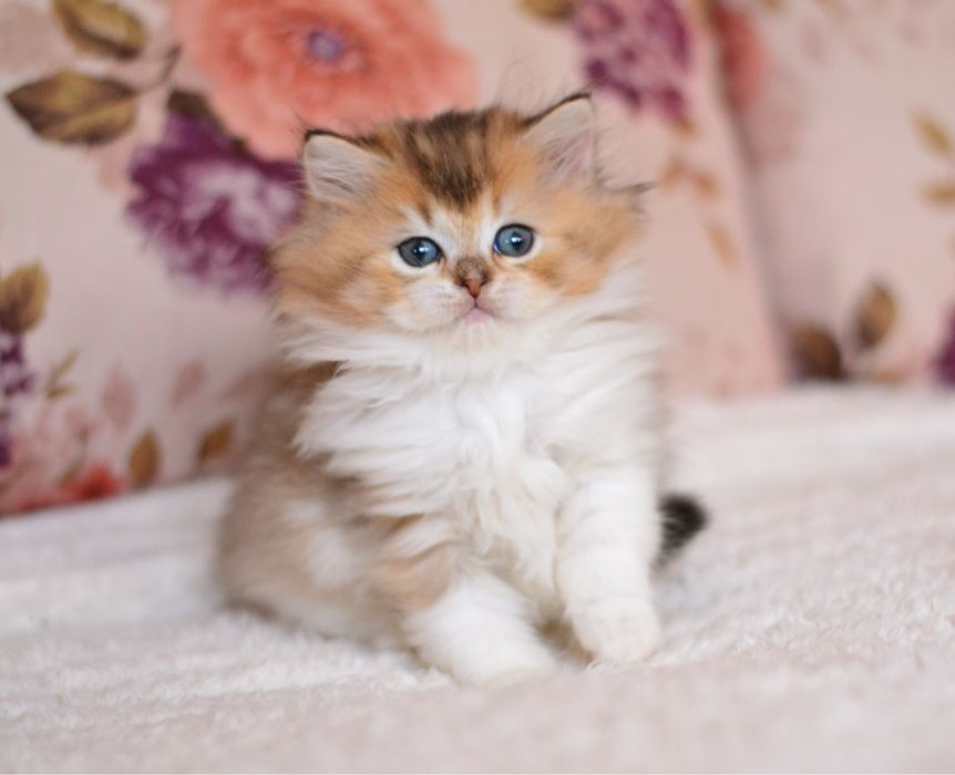 Британська дівчинка