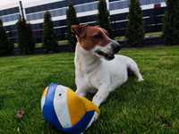 Jack Russell Terrier - Piękny pies Lolek reproduktor, krycie