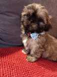 Shih Tzu Sunia- Słodziak