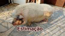 Mini Pig femea estimação